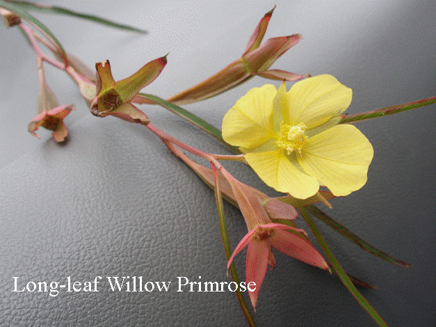 Long-leaf Willow Primrose_weed.jpg
